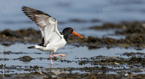 Oystercatcher bird with wings spread standing on wet muddy shore oystercatcher standing wildlife