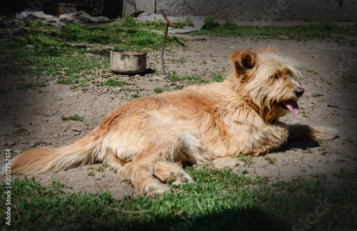 фотографія A fluffy ginger dog lies exhausted on the bare dry ground, tethered by a heavy metal chain