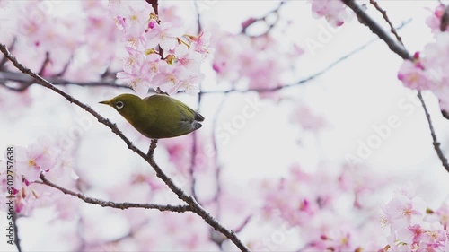 メジロと河津桜