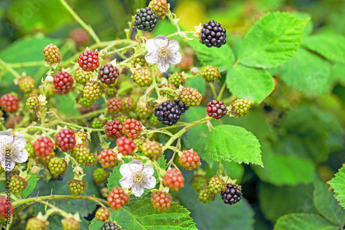 Fényképezés Blackberry plants grow with ripe and unripe fruits in a garden during the summer