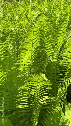 Close-up of vibrant ferns swaying in sunlight