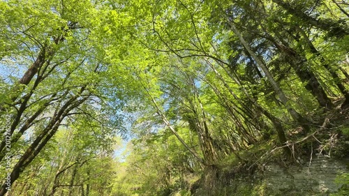 Lush green forest with tall trees and dappled sunlight