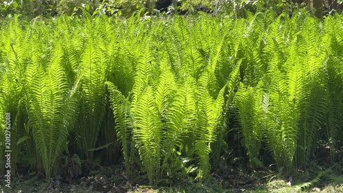 Ferns thrive in shaded, moist forest floor