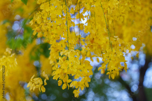Golden shower tree flower blooming in spring with bright yellow petals hanging down beautifully in nature