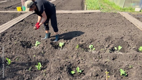 Gardener plants seedlings in rows