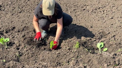 Person wearing red gloves plants seedlings in dark soil. Sunlight casts shadows on field. Small green plants grow in rows. Worker bends to tend crops carefully.