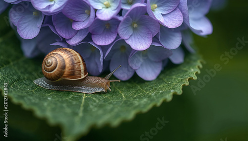 雨季の庭で紫陽花の葉を進むカタツムリの自然写真