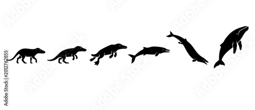 Schilderij op canvas Whale Evolution Silhouette Diagram, Land Mammal To Marine Animal Transformation,
