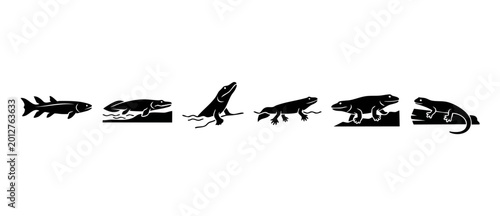 Photography Evolution of animals silhouette icons set, aquatic fish to land lizard, biologic