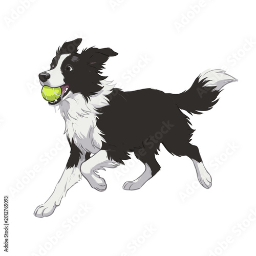 Fotografi Border Collie fetching ball dog flat vector illustration