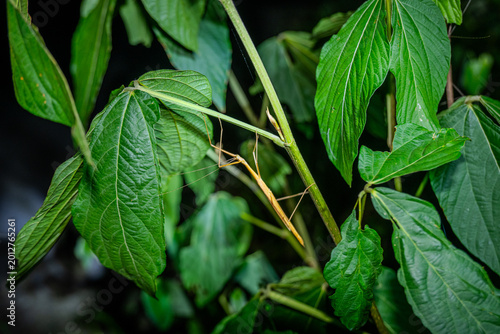 Foto Stick insect camouflaged on a plant stem in a Madagascar forest