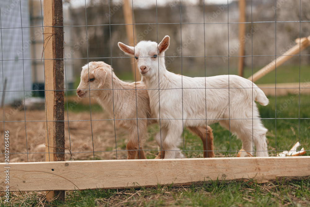 Obraz premium Two young goats stand by a wooden fence on a rural farm, looking outward with curiosity in a sunny outdoors scene. A lifestyle moment highlighting animal companionship and rustic countryside life.