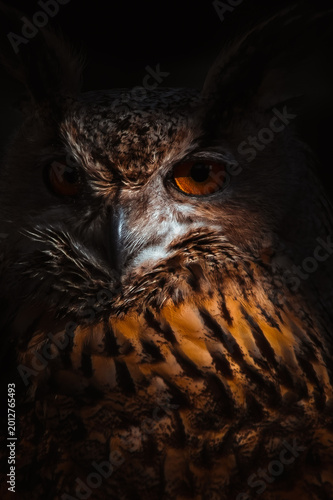 Dramatic close-up portrait of Eurasian eagle owl (Bubo bubo) on black background