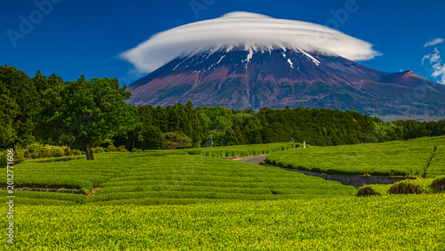 Картината върху платно 笠雲のかかる富士山と新緑の茶畑　大淵笹場　静岡　絶景