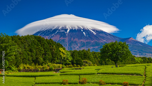 新緑の茶畑と笠雲のかかる富士山　大淵笹場　絶景