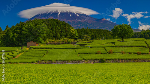 初夏の日本　新緑の茶畑と富士山　静岡　絶景