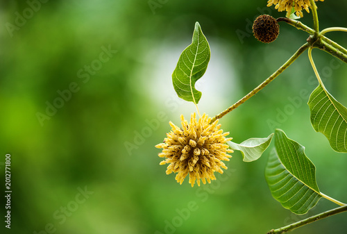 Kratom or Mitragyna speciosa Korth flowers and green leaves on natural background.