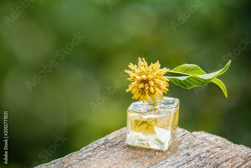Kratom flowers have fragrant scent and used to make perfume placed on natural background.