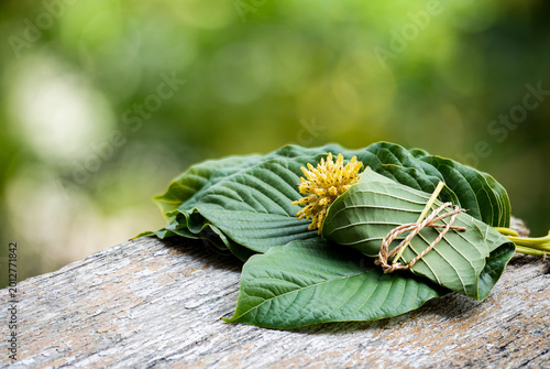 Kratom or Mitragyna speciosa Korth flowers and green leaves on natural background.