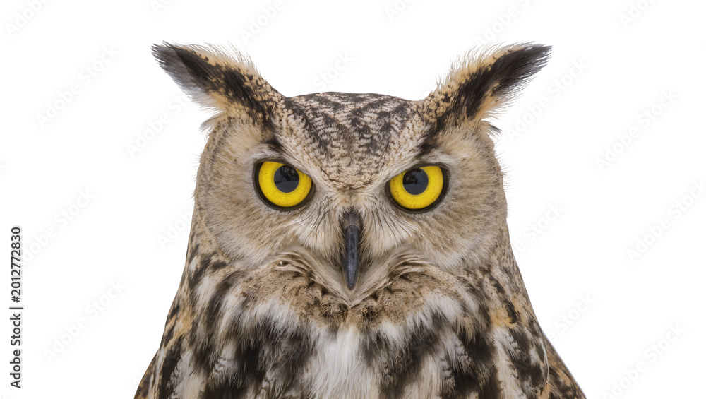 Obraz premium Eurasian eagle owl with piercing yellow eyes, isolated on transparent background