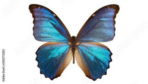 Foto Vibrant blue morpho butterfly with iridescent wings, isolated on transparent bac