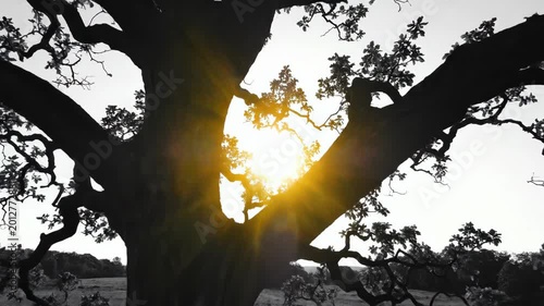 Silhouette of a majestic oak tree with sun rays bursting through branches. Black and white nature landscape.