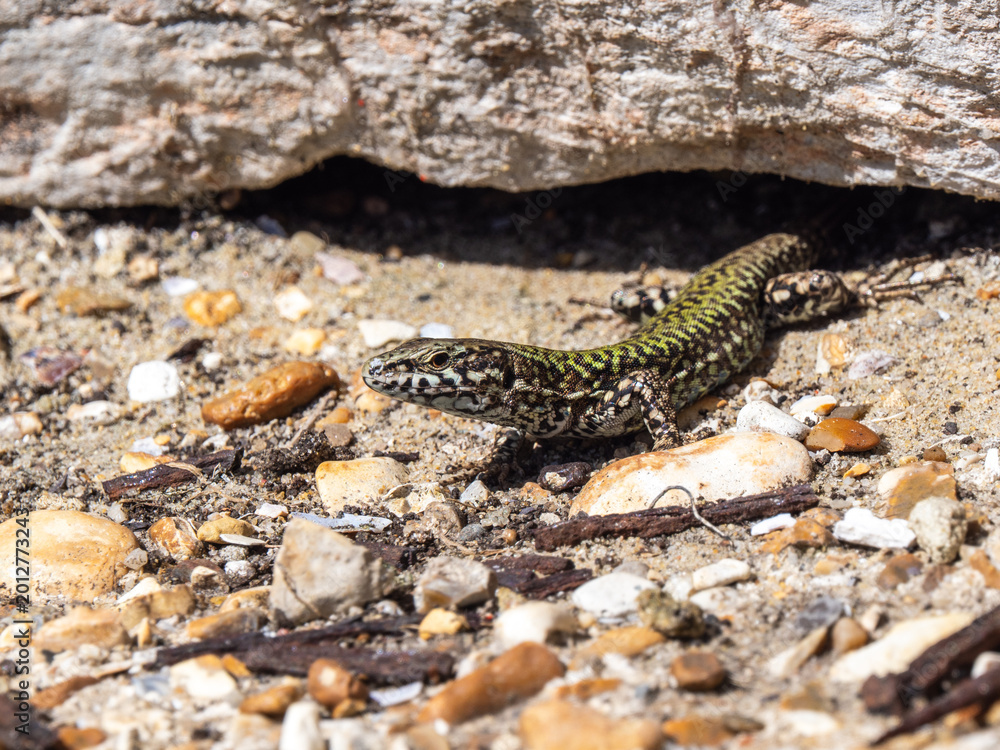 Fototapeta premium A Wall Lizard at Shoreham