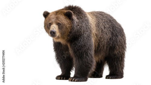 Fotografía Majestic brown grizzly bear standing, isolated on transparent background