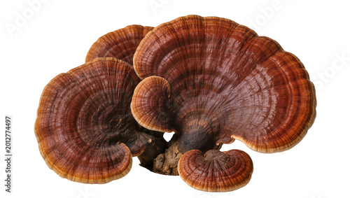 Foto Group of Reishi mushrooms with rich brown and red hues, isolated on transparent