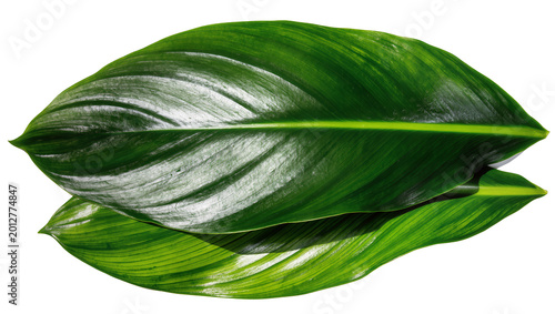 Foto Two glossy dark green leaves with prominent veins, isolated on transparent backg