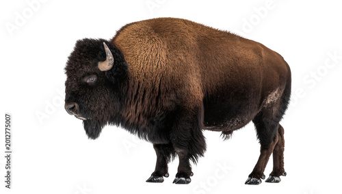 Foto Majestic brown bison with shaggy fur, isolated on transparent background
