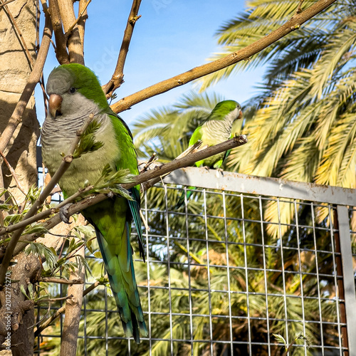 parrot on a branch