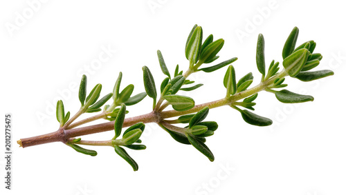 Tableau sur toile Fresh green thyme sprig with tiny leaves, isolated on transparent background