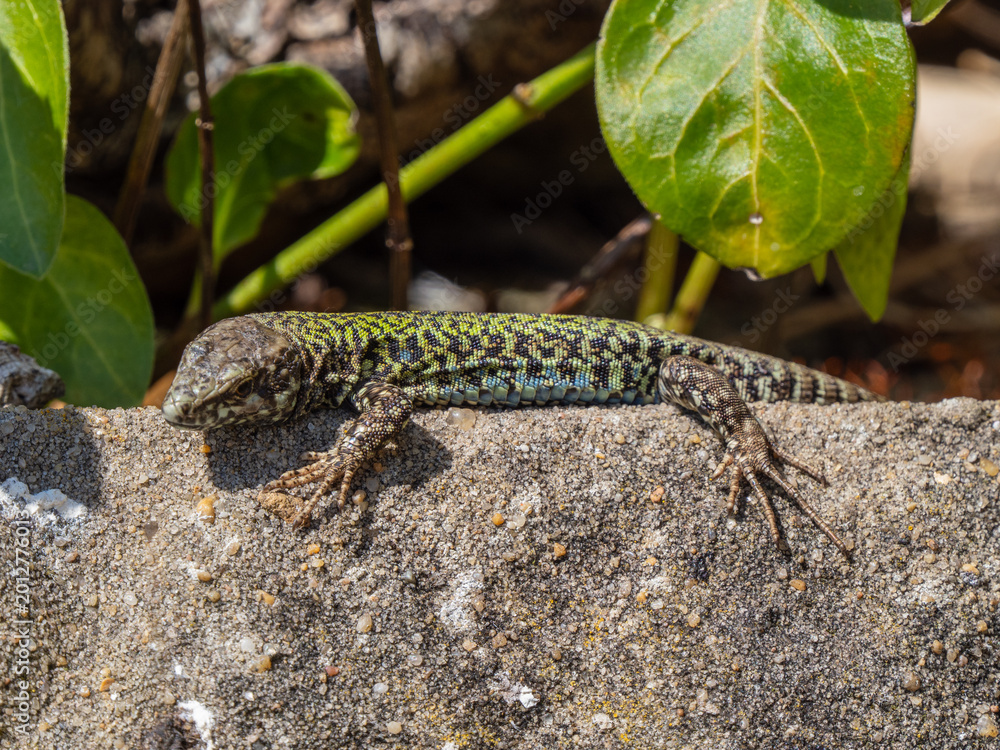 Fototapeta premium A Wall Lizard at Shoreham
