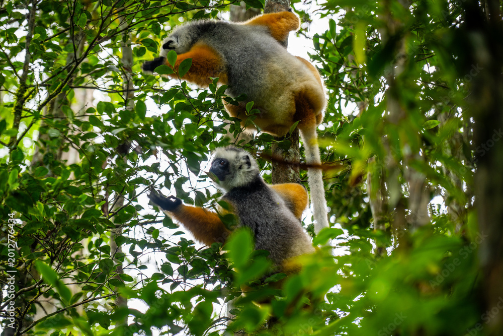 Fototapeta premium Diademed sifaka lemurs climbing through the trees in Andasibe-Mantadia National Park