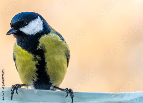 Bird titmouse on a tree branch close-up.