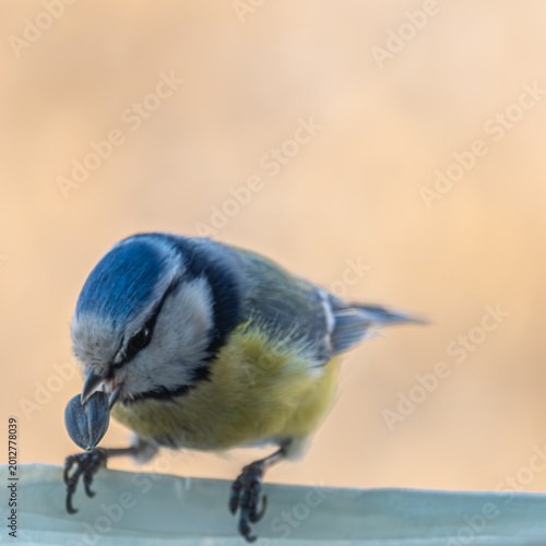 Titmouse bird on the street close-up.