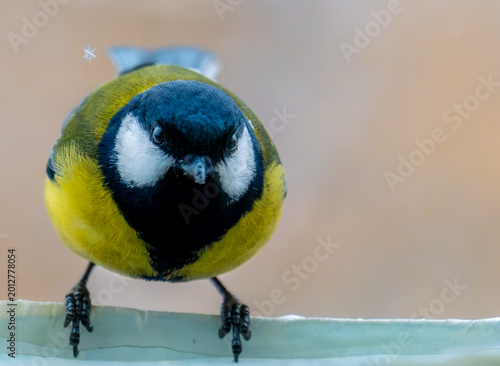 Bird titmouse on a tree branch close-up.