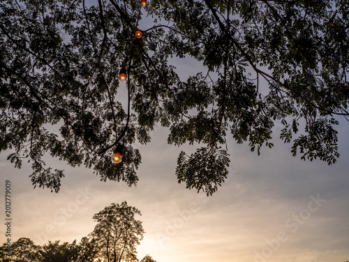 A Hanging lamp under the leaves of the tree in the warm light of sunset