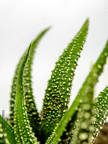 White dots on the horn-shaped green succulent leaf of Haworthia fasciata
