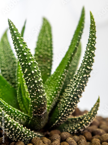 White dots on the horn-shaped green succulent leaf of Haworthia fasciata