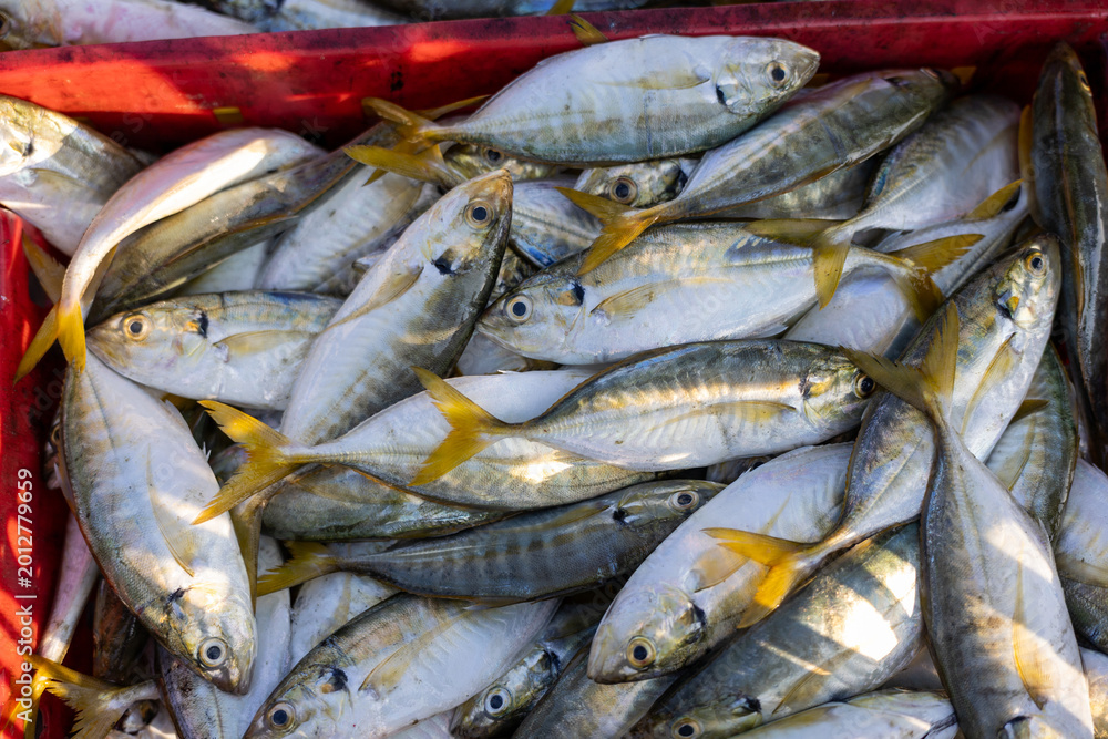 Obraz premium Freshly caught raw fish with yellow tail fins piled in red plastic basket at seafood market representing abundance and natural harvest waiting to be sold to hungry customers
