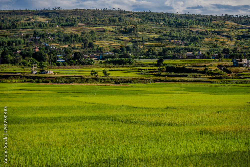 Obraz premium Lush green rice paddies in the rural highlands of Antsirabe