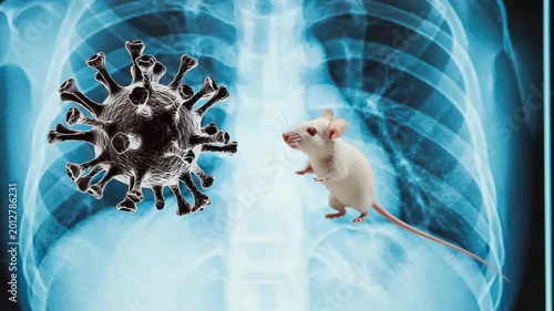 Hantavirus. Rodent virus. Respiratory infection.