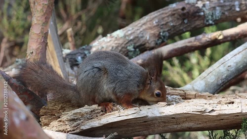 Squirrel eating nuts