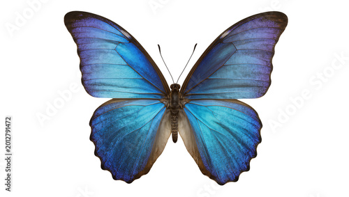 Cuadro en lienzo Vibrant blue morpho butterfly with iridescent wings, isolated on transparent bac