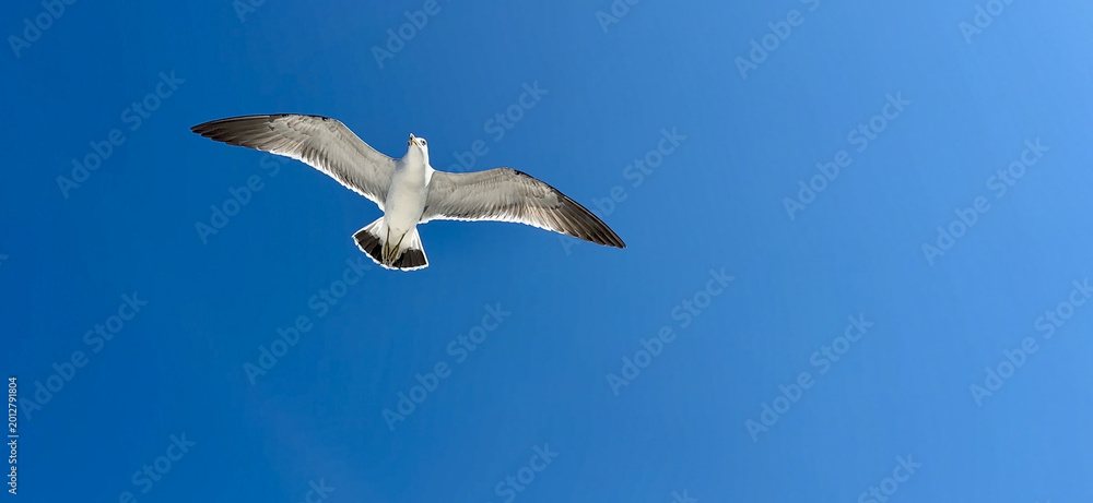 Fototapeta premium Seagull flying under a clear blue sky during midday with wings spread wide and sunlight illuminating its feathers