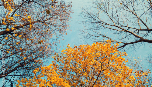 Photos Autumn tree tops on the background of the blue sky, autumn forest trees nature l