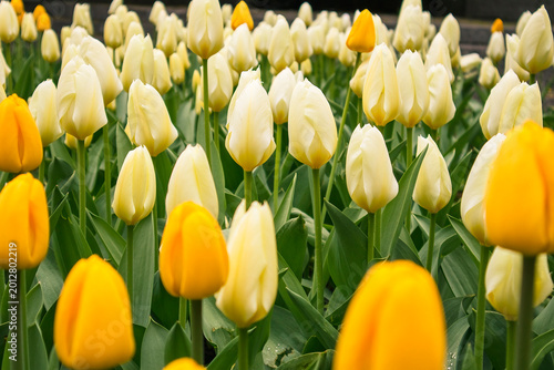 Фотография A cluster of yellow and white tulips flourishing in a garden, representing purity, warmth, and the uplifting spirit of spring