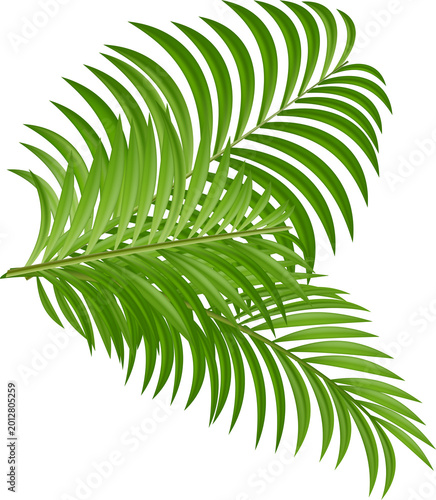Palm Tree Leaves Isolated PNG Summer Beach Event Decoration